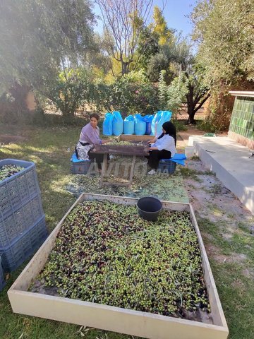 زيت زيتون ONSSA