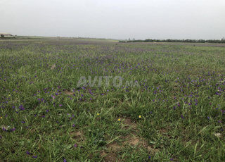 Terrain de 3100M titré au centre de ville