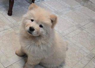 Chiot femelle Chow Chow 2mois