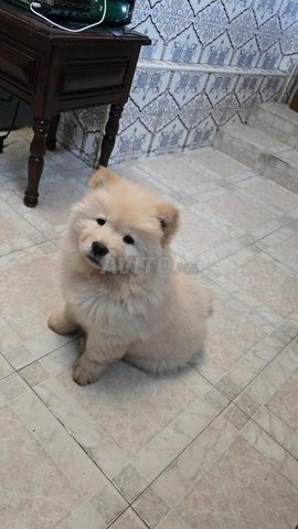 جرو أنثى تشاو تشاو شهرين