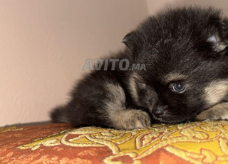 Chien Spitz "female et male"