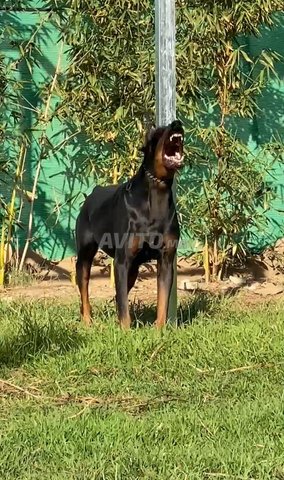 Chienne Doberman