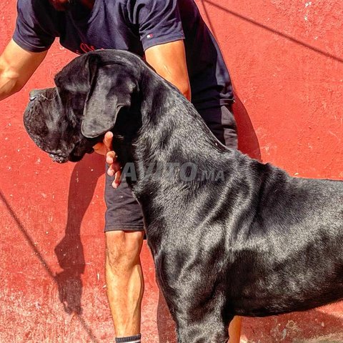 كلب كورسو مستورد من إيطاليا