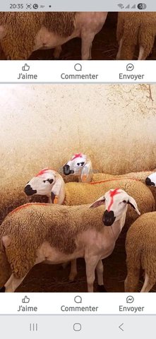 30 agnelles sardia mliha