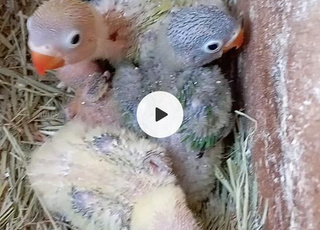 Oiseaux Fischer pour dressage