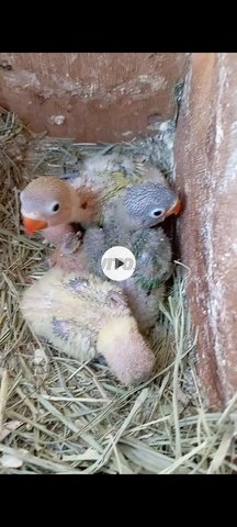 Oiseaux Fischer pour dressage