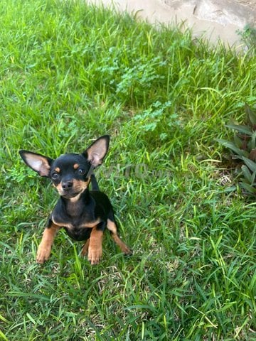 جرو من سلالة دبابيس قزم أنثى أصيلة