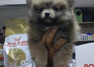 ذكر وأنثى سبيتز