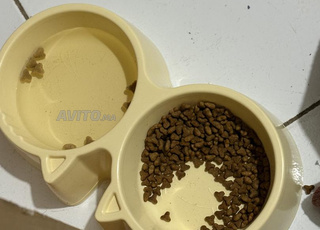 Nebelung , Chat Rare