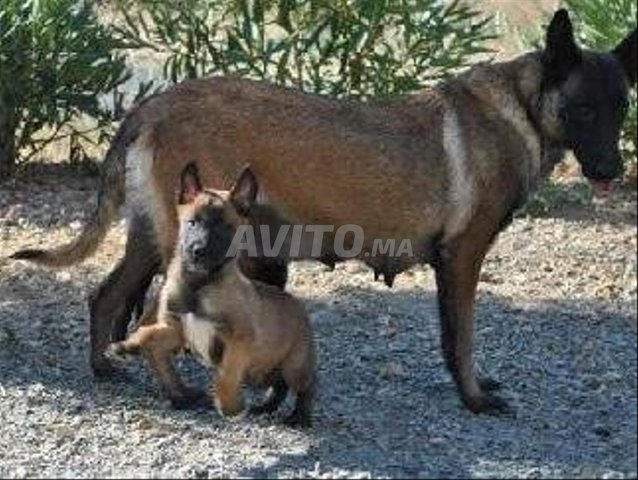 Top chiots malinois