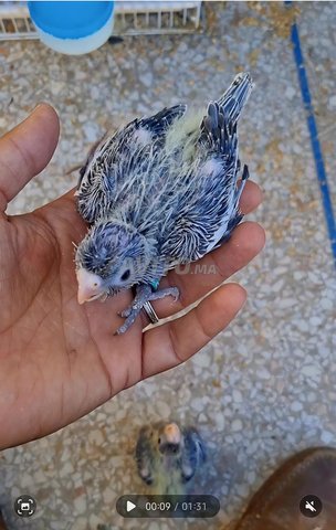 3 فراخ كوكاتيل للتدريب