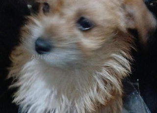 Caniche et chihuahua à vendre