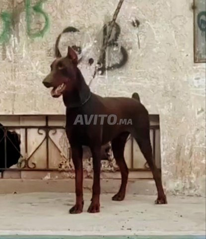Mâle Doberman Royal, bonne qualité, à vendre