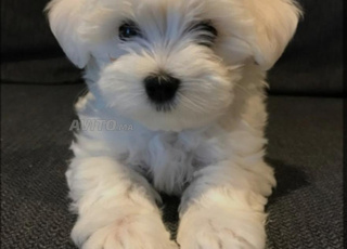 Bichon Maltais