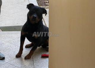 Vente de chien Rottweiler mâle