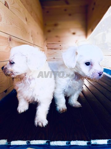 كلب بيشون مالطي قزم