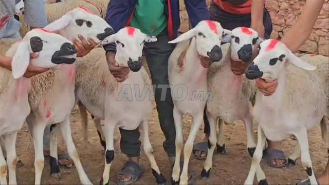 Annuelle sédimentaire Melihah