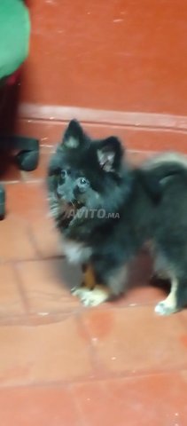 كلب سبيتز قزم ذكر