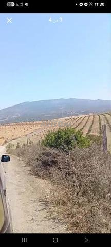 أراضي فلاحية مجموع مساحة 8 هكتار - 2