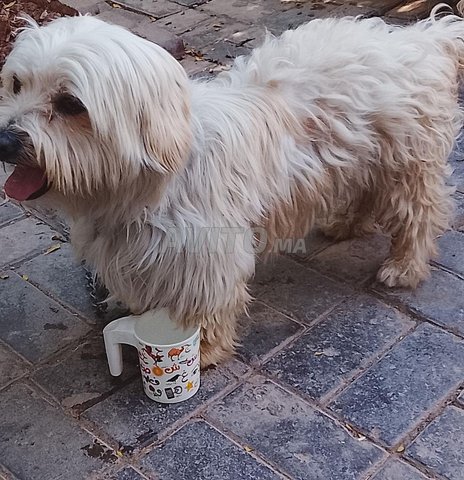 كلب كناري ذكر عمره سنة واحدة