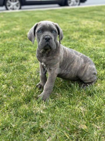 جرو Cane corso سلالة Aragon