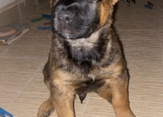 malinois 2 mois
