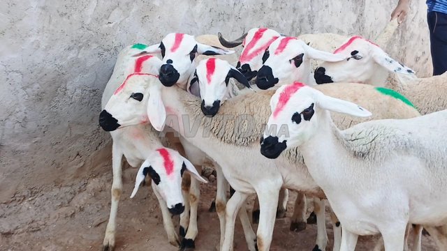 حولية صردية مليحة