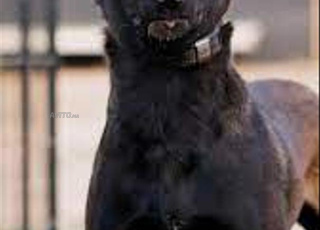 Il y a des petits charboni