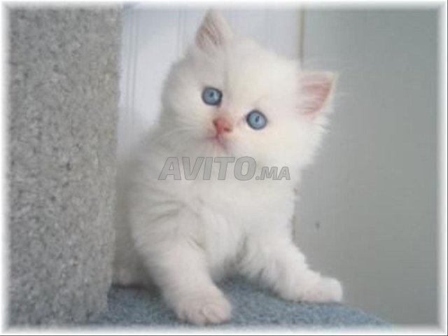 سكتش سترايت أنثى رضيع