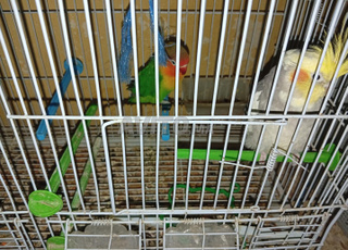 طائرين للبيع