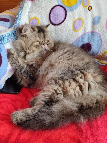 أنثى فارسية أصيلة