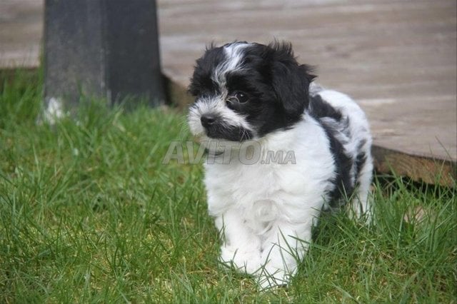 بيشون هافانيز