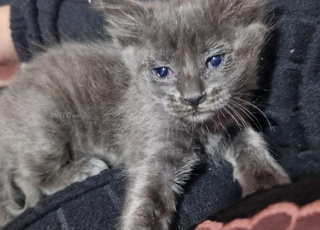 chaton gris