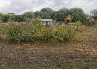 Terrain à vendre près d'Assilah