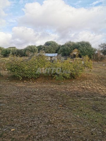 Terrain à vendre près d'Assilah