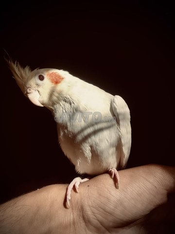 كالوبسيت لاتيني مدرب جيدًا بثمن مناسب