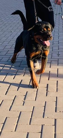 كلب روت فايلر كلب مدرب جيدًا