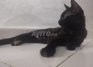 Chats et chatons à adopter