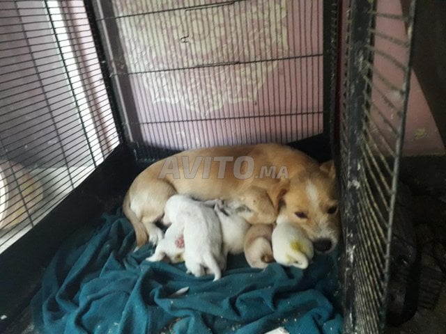 كانيش جاك روسل