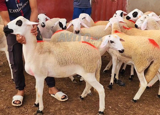 Annuelle Sardi Melih