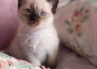 Chat Siamois et Angora