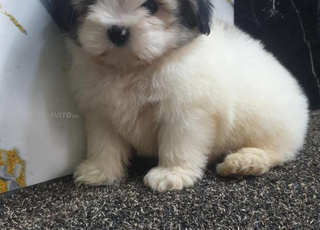 Chien bichon maltais