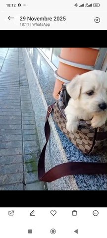 أكدال الرباط