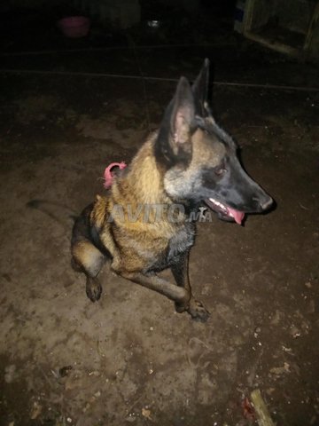 أنثى مالينو مفحمة 9 أشهر