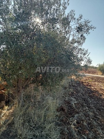 6 hectares et 2500m² à ne pas rater hamza