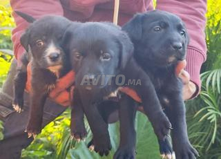 جراء لابرادور