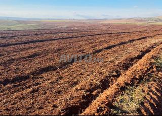 أرض هكتاران محفظة كاملة ب 54 مليون