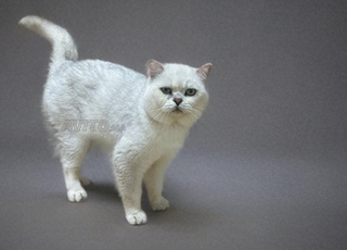 Scottich et persans pure race à vendre