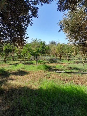 À vendre à Ouled Dahou pour les amoureux du calme et de l'air pur