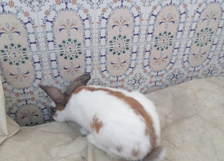 mâle lapin géant papillon français